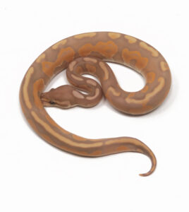 32-16A-Banana-GHI-Enchi-Cinnamon_2026-268x300 32-16A Banana GHI Enchi Cinnamon_2026