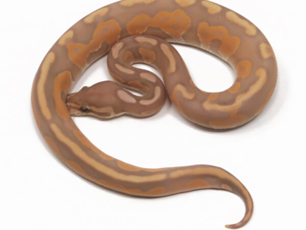 Banana GHI Enchi Cinnamon (Male)