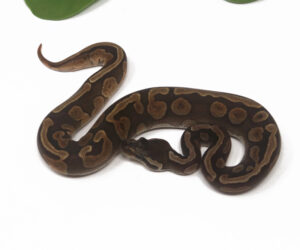 32-16B-GHI-Enchi-Cinnamon_2026-300x250 32-16B GHI Enchi Cinnamon_2026