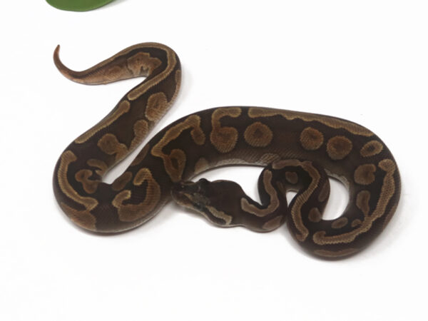GHI Enchi Cinnamon (Female)