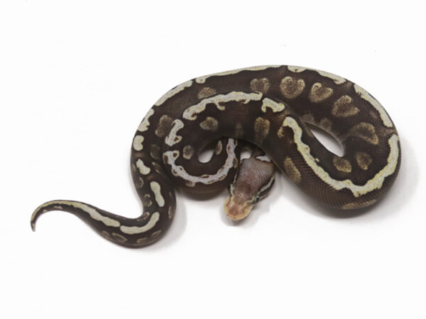 GHI Pastave Enchi (Female)