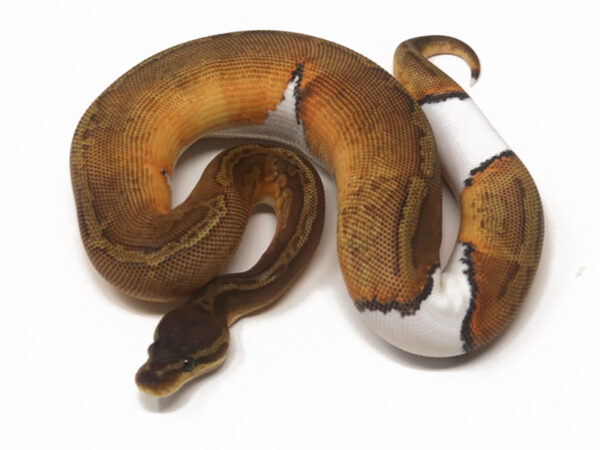 Sunset Pied (Female)