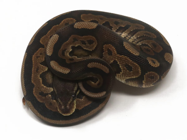 Cinnamon Het Pied Poss Het Sunset (Female)
