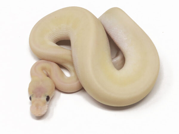 Banana Champagne Combo (Male)