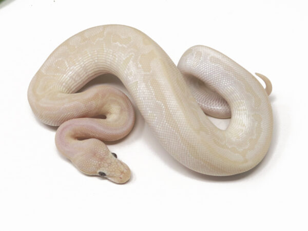 Banana Bamboo Cinnamon HGW (Male)