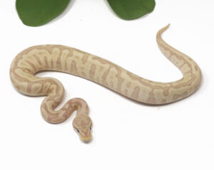 32-6B-Banana-Bamboo-Leopard-Enchi_2026-300x239 32-6B Banana Bamboo Leopard Enchi_2026