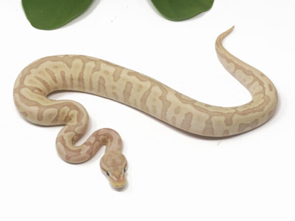 Banana Bamboo Leopard Enchi (Male)