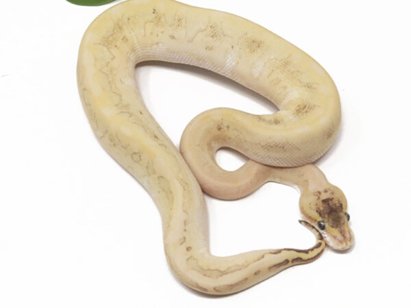 Champagne Bamboo Leopard Enchi (Female)