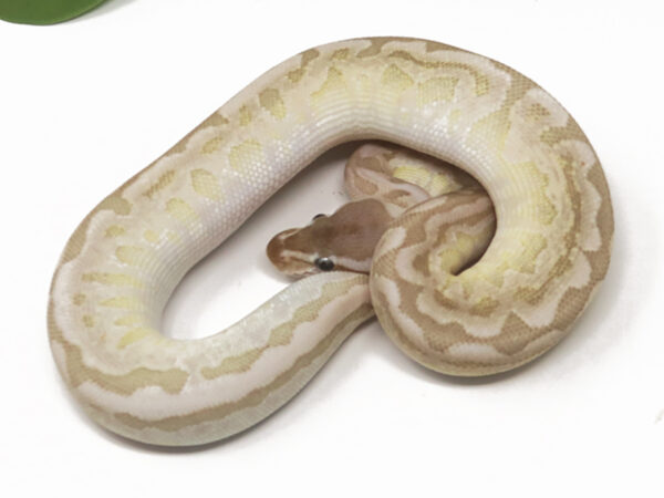 Bamboo HGW Pewter (Female)