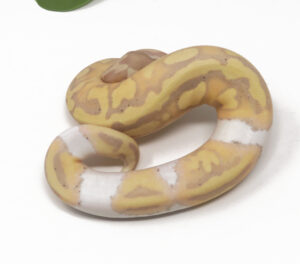 32-8A-Banana-Pied_2026-300x264 32-8A Banana Pied_2026