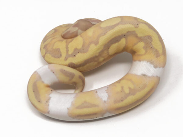 Banana Pied (LW) (Female)