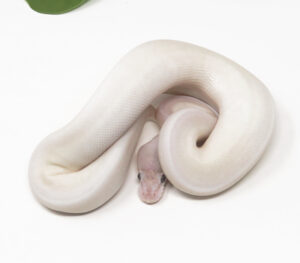 32-9A-Super-Mojave_2026-300x263 32-9A Super Mojave_2026