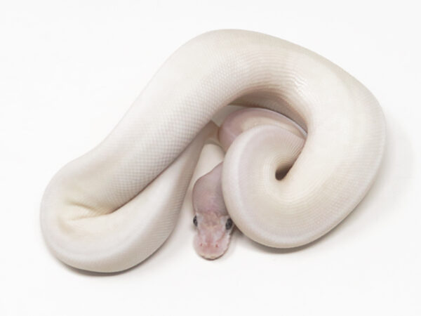 Super Mojave (Male)