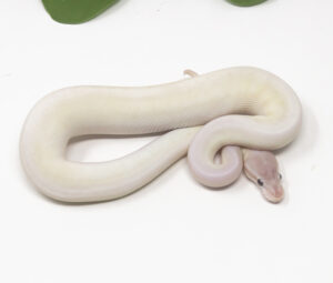 32-9B-Super-Mojave_2026-300x255 32-9B Super Mojave_2026