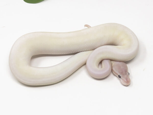 Super Mojave (Male)