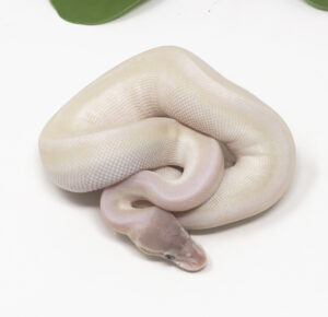 32-9C-Super-Mojave_2026-300x290 32-9C Super Mojave_2026