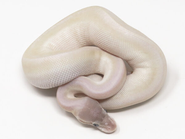 Super Mojave (Male)
