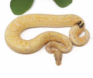 68-6C-Banana-Paradox_2024_1-300x252 68-6C Banana (Paradox)_2024_1