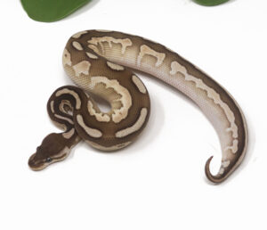 89-2C-Butter-Cinnamon-Enchi_2026-300x258 89-2C Butter Cinnamon Enchi_2026
