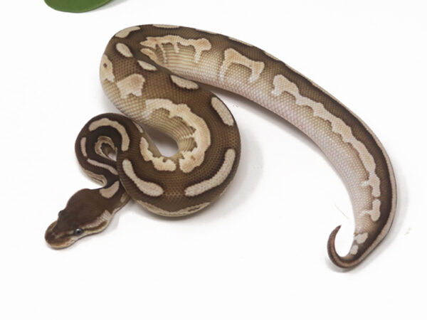 Butter Cinnamon Enchi (Male)