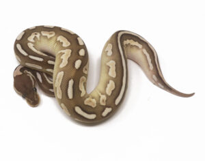 89-3A-Butter-Cinnamon-Enchi_2026-300x236 89-3A Butter Cinnamon Enchi_2026