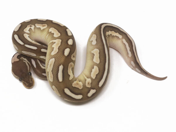Butter Cinnamon Enchi (Female)