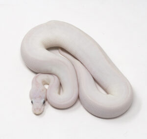 89-3C-Blue-Eye-Leucistic_2026-300x284 89-3C Blue Eye Leucistic_2026