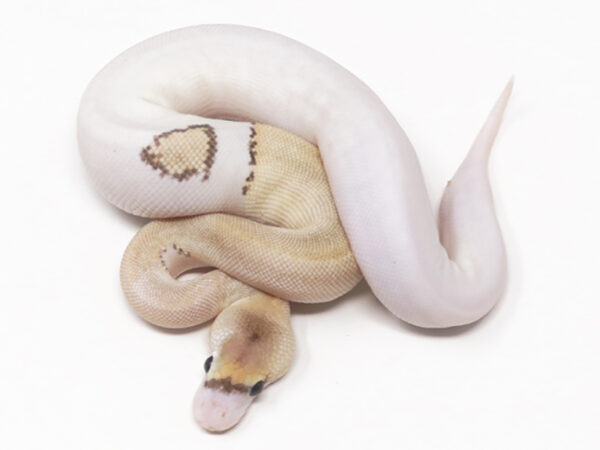 Champagne Mojave DR (Female)