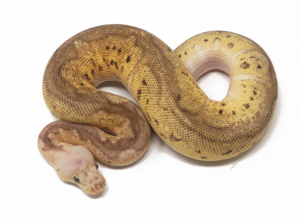 Clown HGW Pastel (Male)