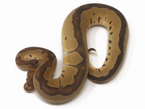 Clown (Female)