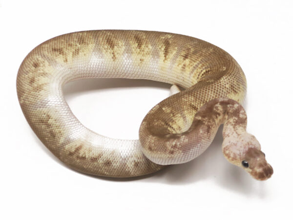 Clown HGW Pastave (Male)