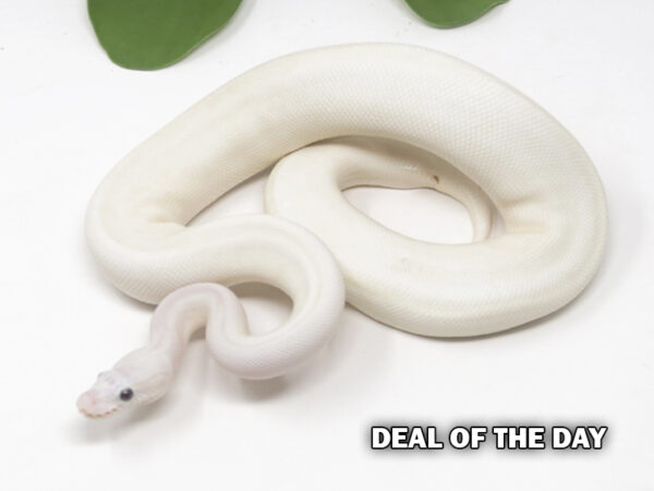 101-5B-Blue-Eye-Leucistic-Combo_2024_1-600x450 Deal of the day!