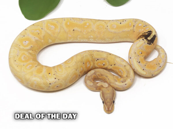 68-6C-Banana-Paradox_2024_1-600x450 Deal of the day!