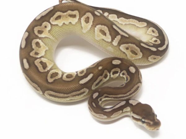 Black Pastel Butter (Female)