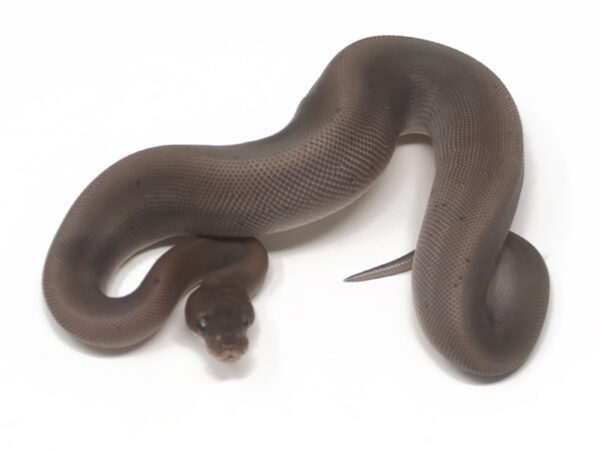 Suma Bamboo (Male)