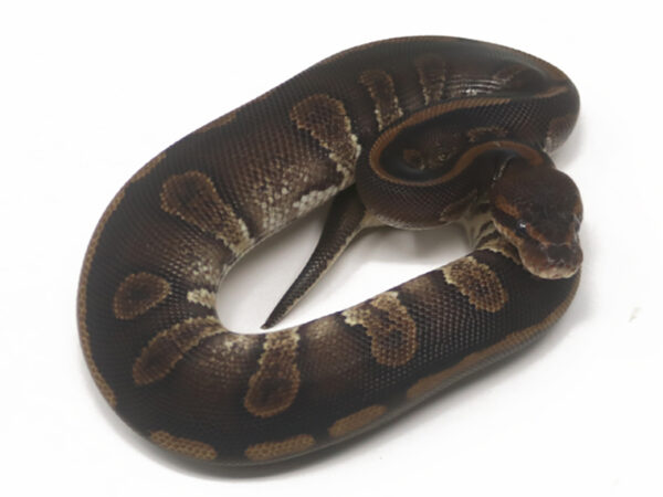 Mahogany Combo (Male)
