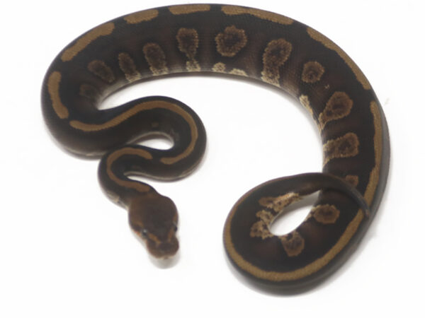 Mahogany Combo (Male)