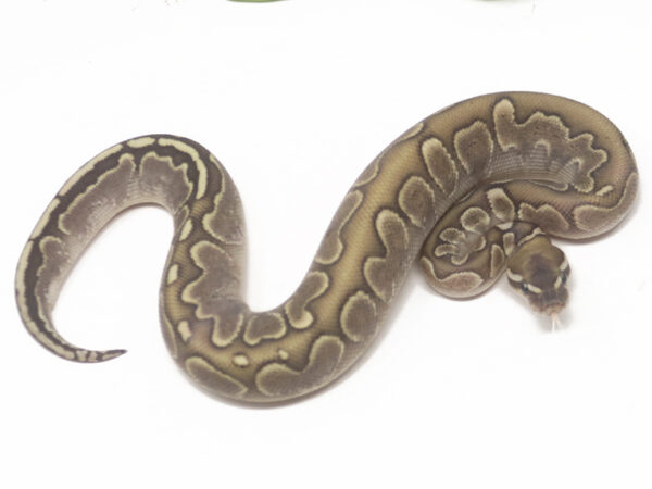 Bamboo Mahogany (Male)