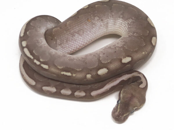 Bamboo Mahogany (Male)