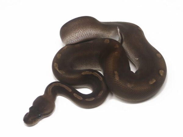 GHI Cinnamon (Male)