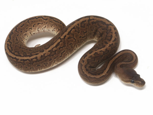 Black Pastel Pin (Male)