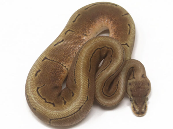 Spinner (Female)