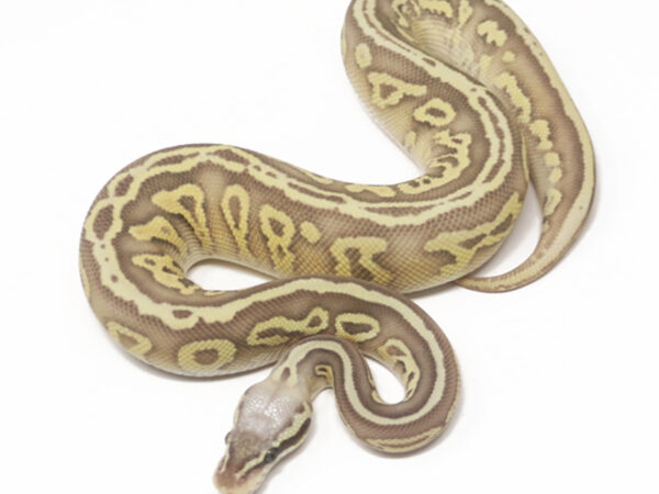 Leopard Super Pastel Butter (Female)