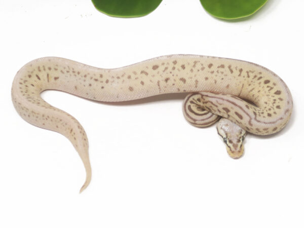 Leopard Spotnose Super Pastel Butter (Female)