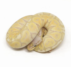 89-8A-Banana-Pastel_2026-300x284 89-8A Banana Pastel_2026