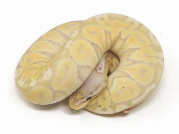 Banana Pastel (Female)