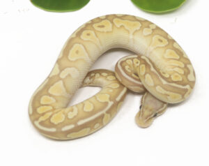 89-8B-Banana-Pastel-Butter_2026-300x238 89-8B Banana Pastel Butter_2026