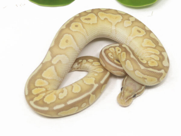 Banana Pastel Butter (Female)