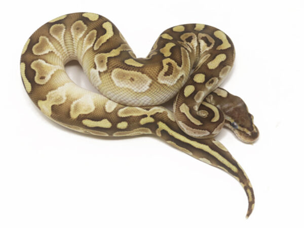 Shatter Butter (Male)