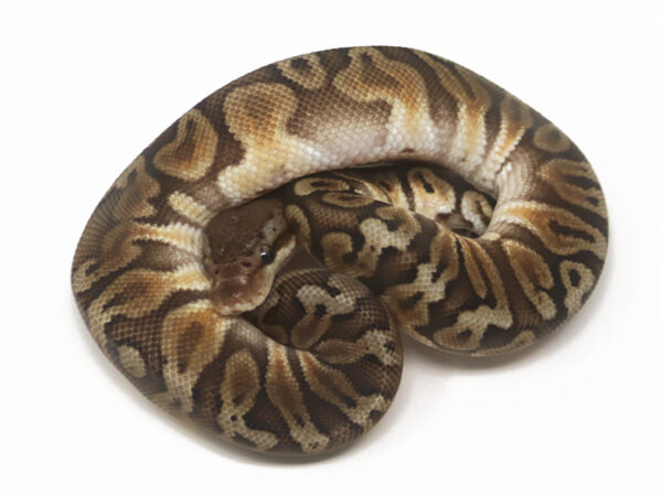 GHI HGW Pastel (Male)